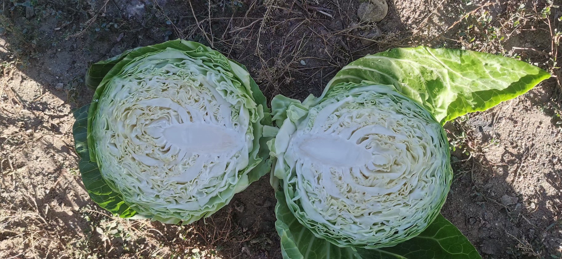 今日包菜价格行情分析，最新市场动态揭秘